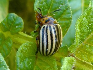 colorado-potato-beetle