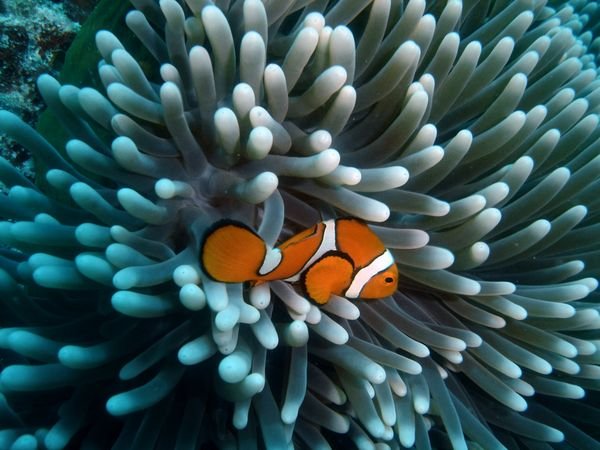 great-barrier-reef