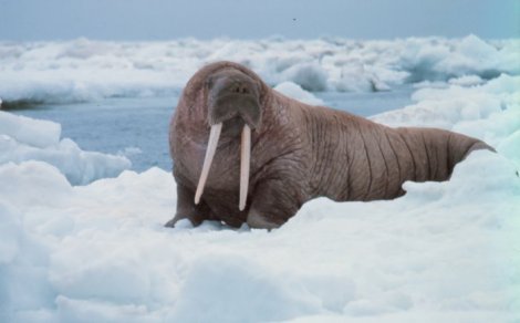 walrus